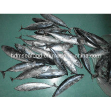 Seafrozen Fish Bonito for Market